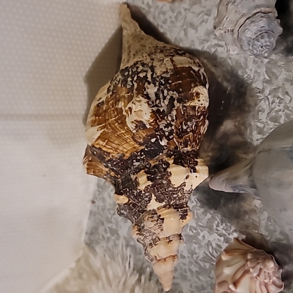 Shell Bundle Atlantic - Picture 3 of 9